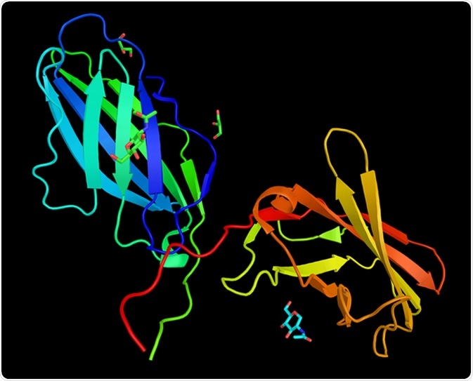 CTLA4 or CTLA-4 (3d structure), a protein receptor that, functioning as an immune checkpoint, downregulates immune responses. Image Credit: ibreakstock / Shutterstock